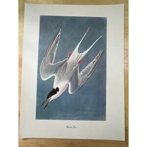 Audubon Birds of America Roseate Terns Original Print Vtg 1950 Peterson 9 x 12